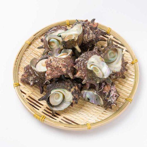若狭湾産サザエ1kg(8~15個)